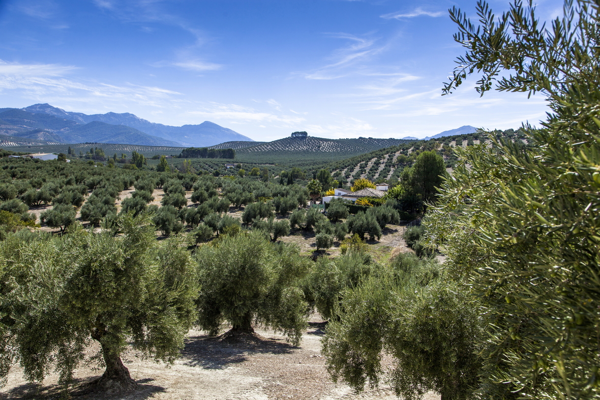 Olivenlandschaft am Rande der Sierra de Cazorla, Andalusien 